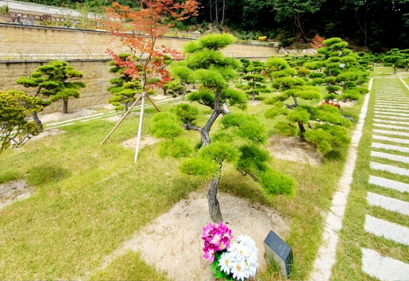 수목장 by 한국장묘컨설팅