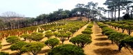 수목장 #5