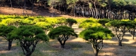 수목장 #6