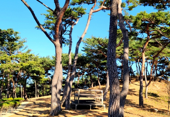 수목장 by 한국장묘컨설팅