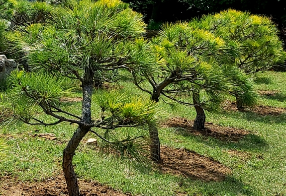 수목장 by 한국장묘컨설팅