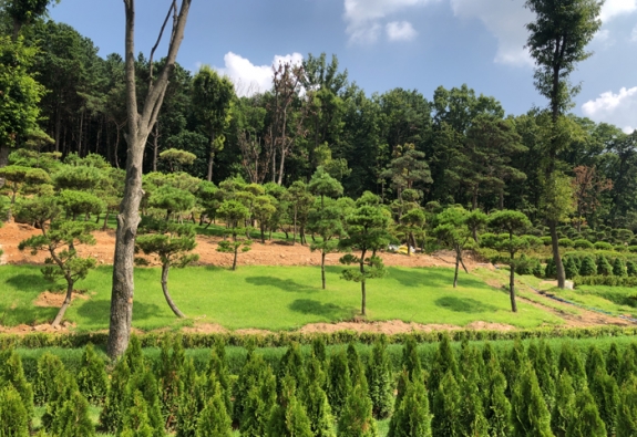 수목장 by 한국장묘컨설팅