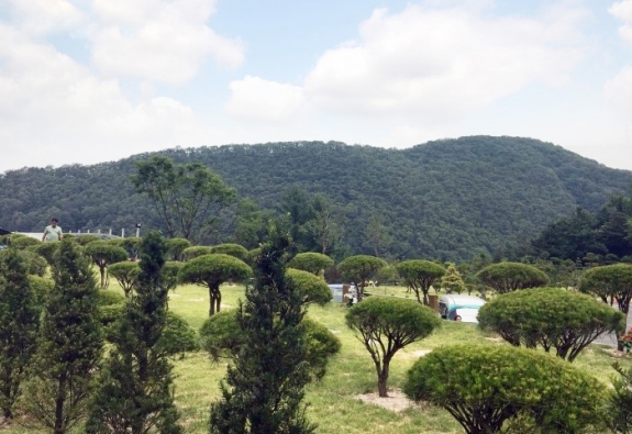 수목장 by 한국장묘컨설팅