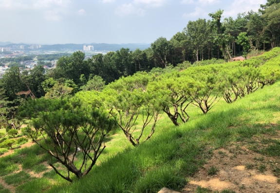 수목장 by 한국장묘컨설팅