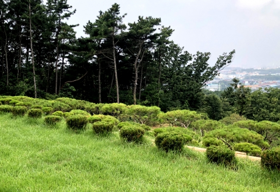 수목장 by 한국장묘컨설팅