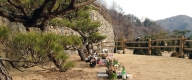 수목장 #6